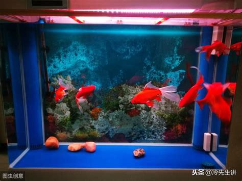 房間養魚|房間養魚有禁忌？專家解答